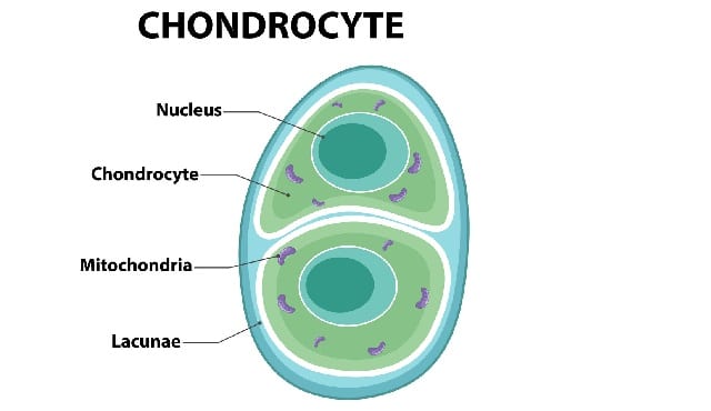 জীববিজ্ঞান ১ম পত্র HSC Biology 1st paper Revision Note