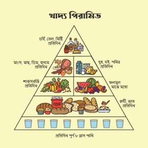 food pyramid