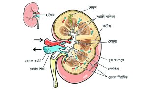 kidney