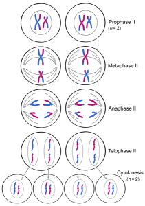 meiosis 2