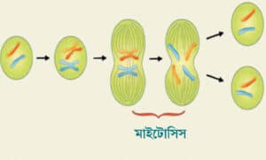 ক্লাস ১: কোষ বিভাজন (Cell Division) 1 কোষ বিভাজন